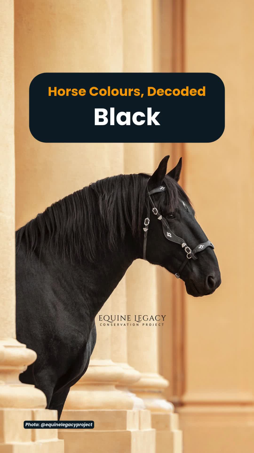 @Horse Reality