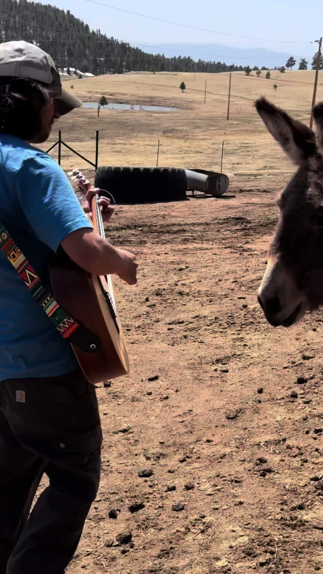 @CCDonkeysOfficial