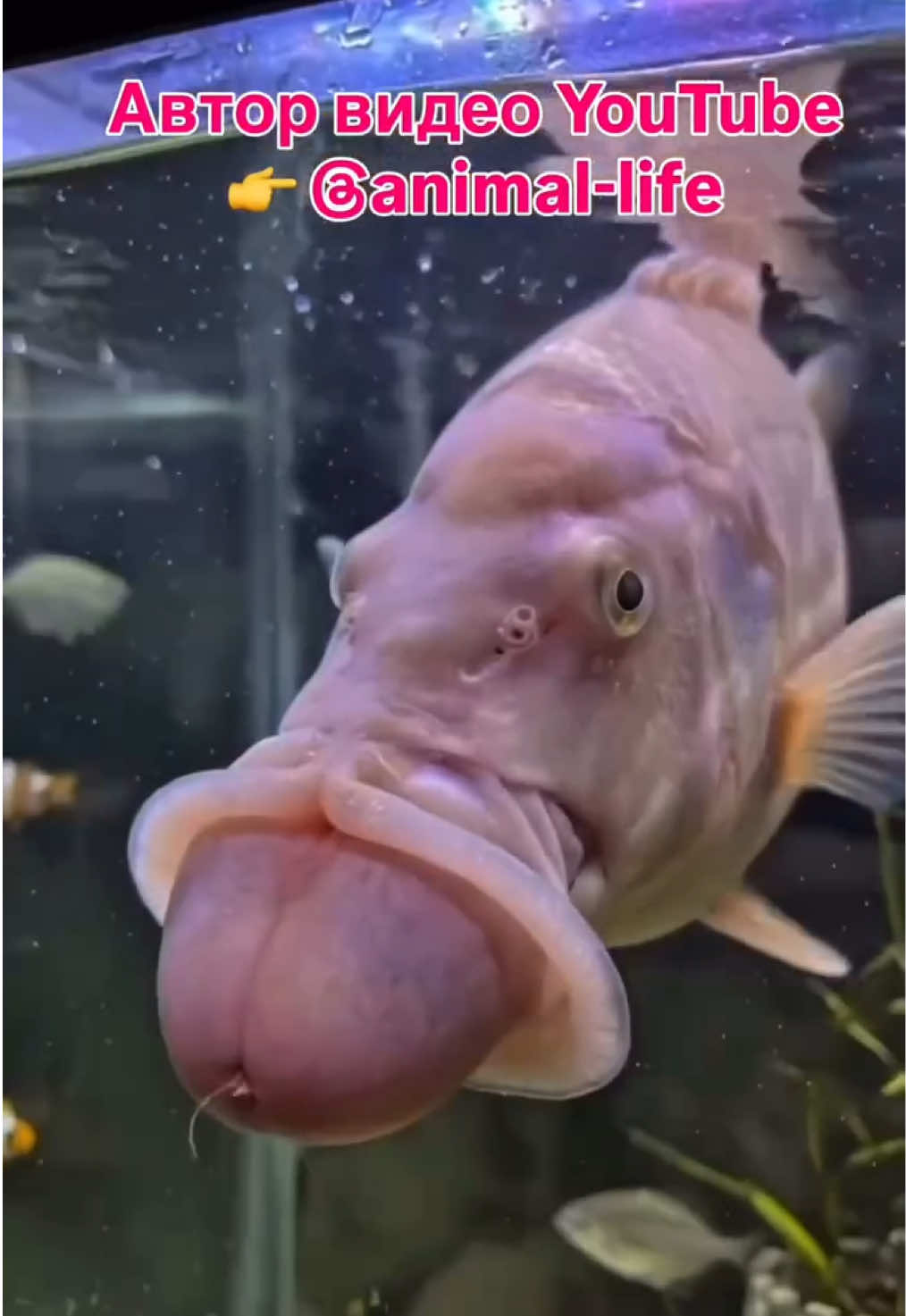 @z_l_a_tt_a