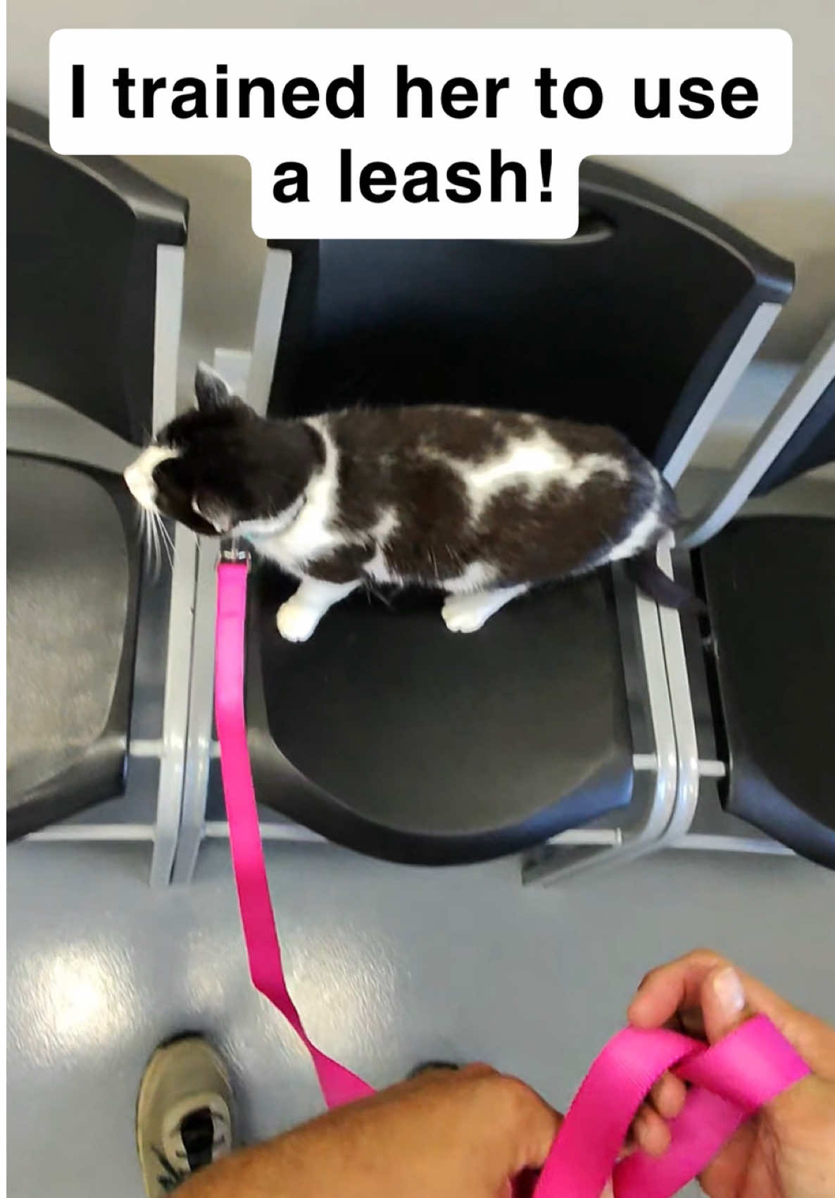 @first class whiskers