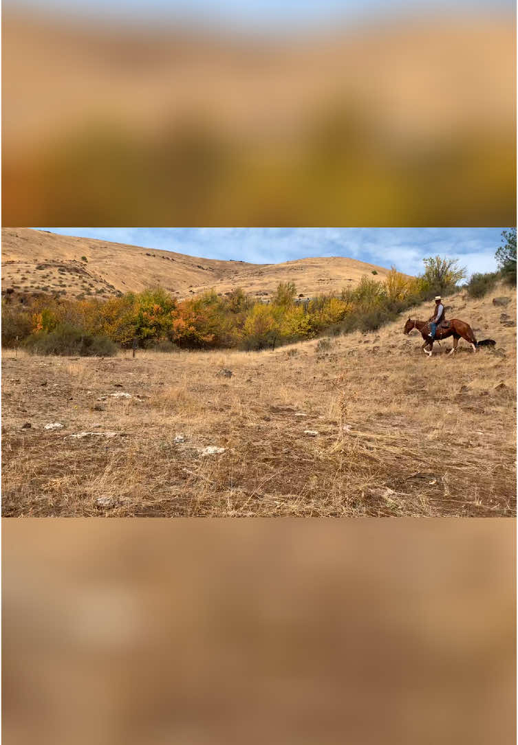 @Cowboytok