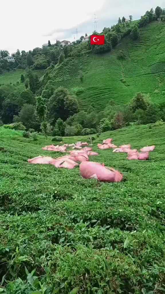 @قاضی