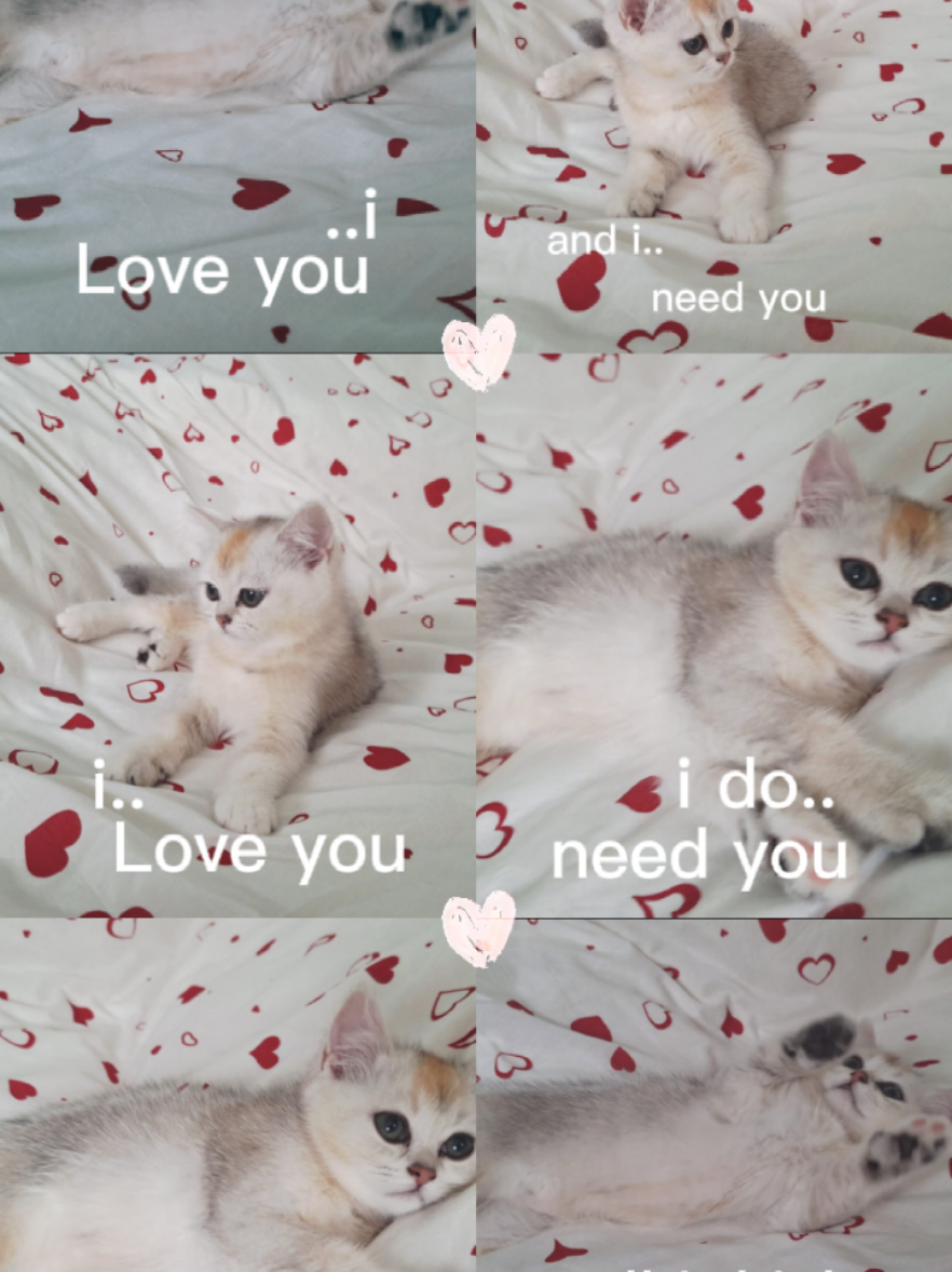 @BKH-KITTEN