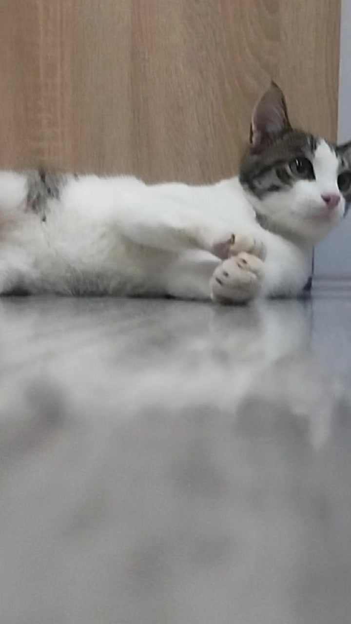 @🐾