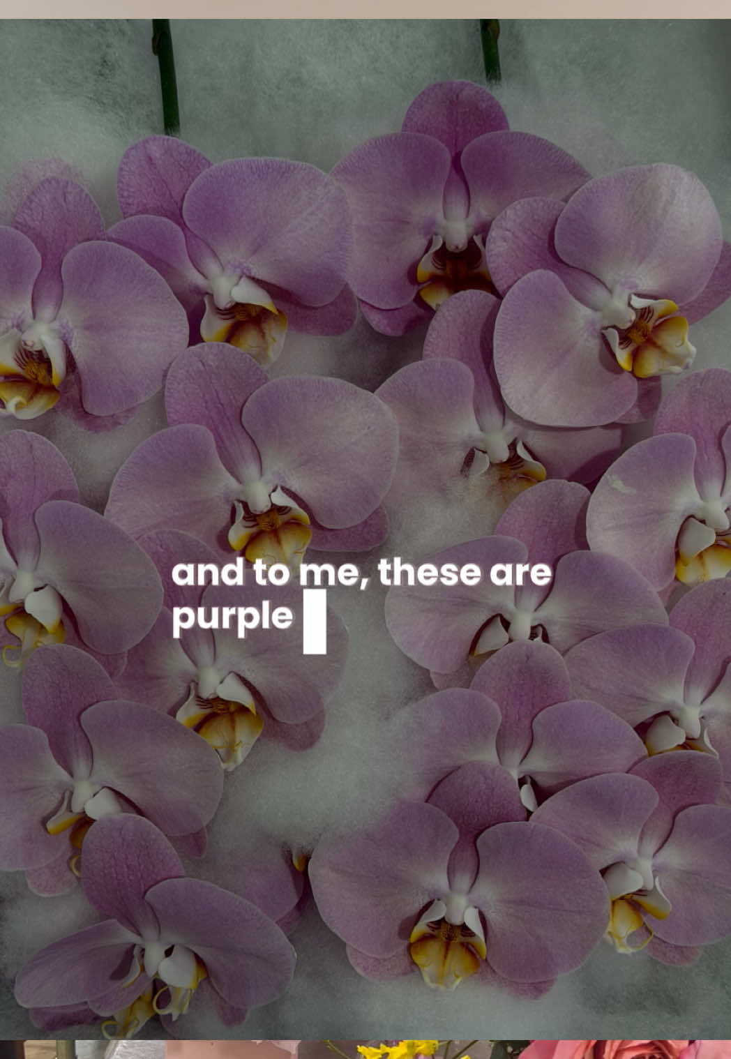 @Elizabeth Jaime | Calma Floral