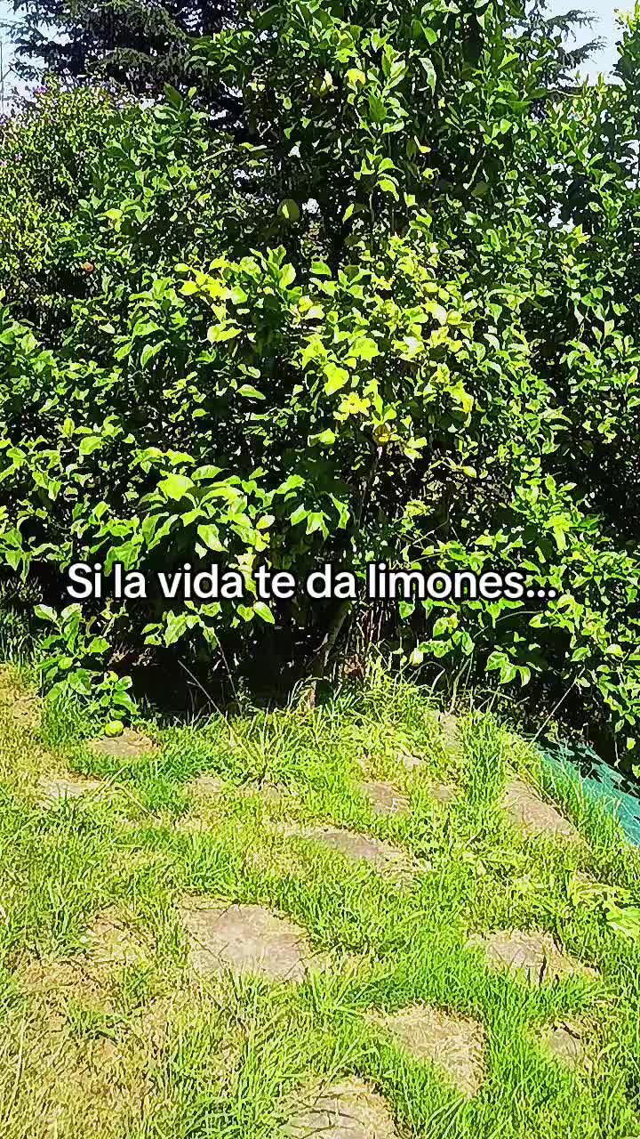 @Rosa