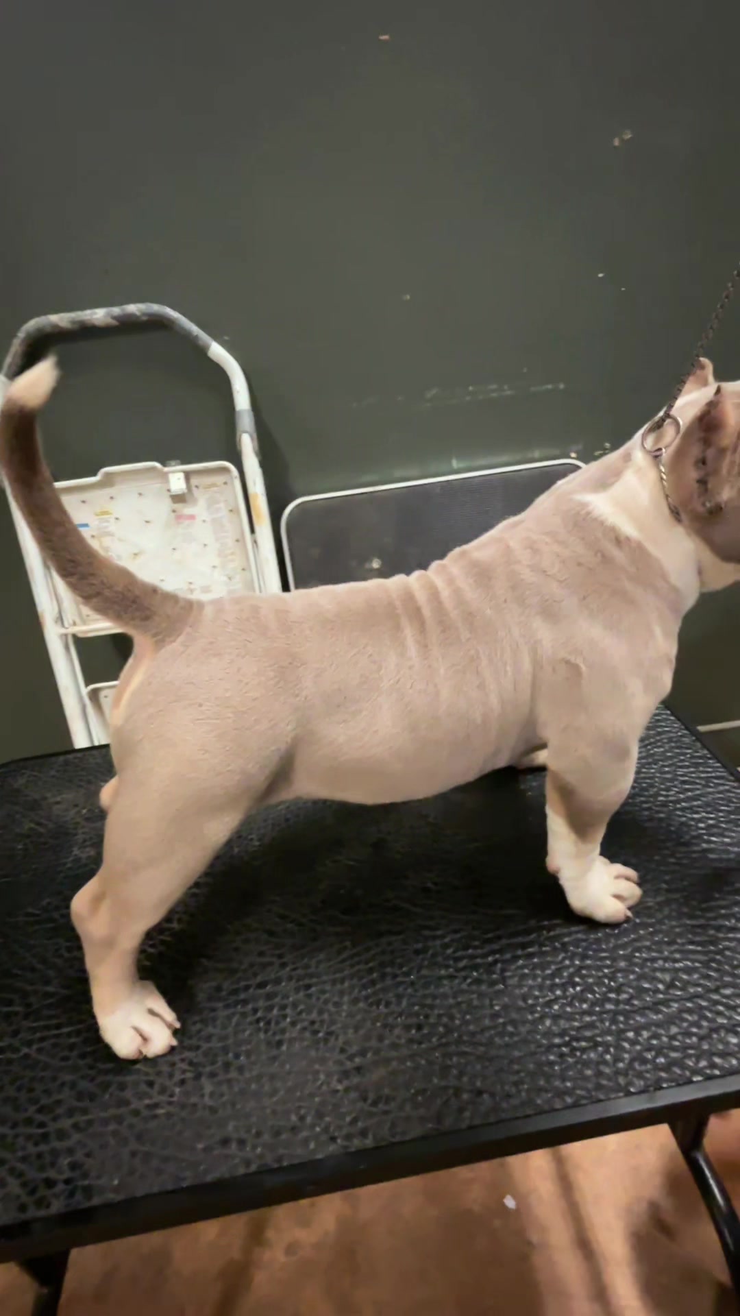 @Carters BullyHub