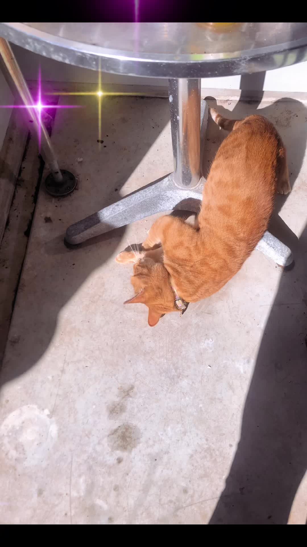 @Cat 💙