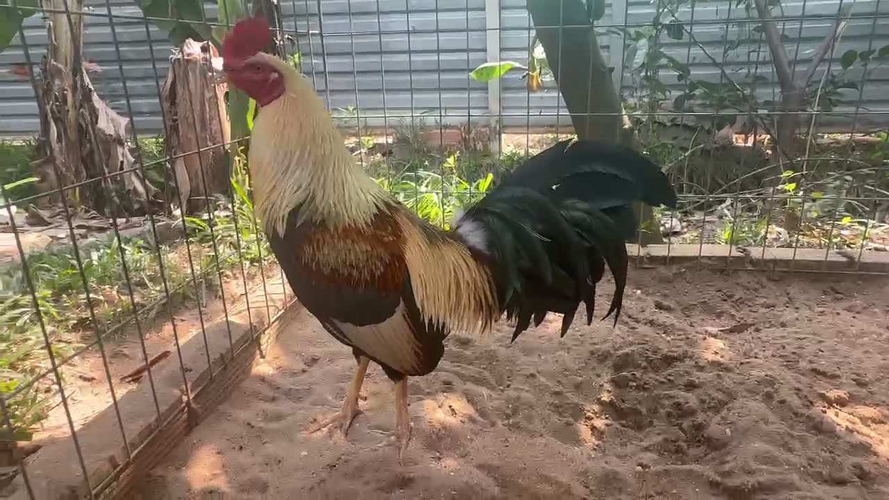 @Quốc Bảo ( baosting)