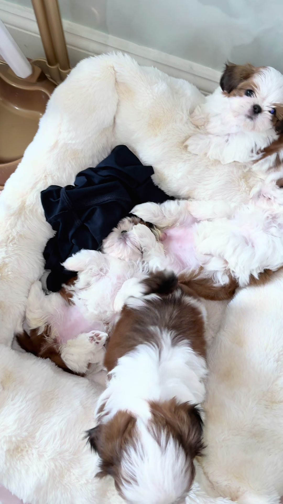 @Shih Tzu Puppies in Maryland