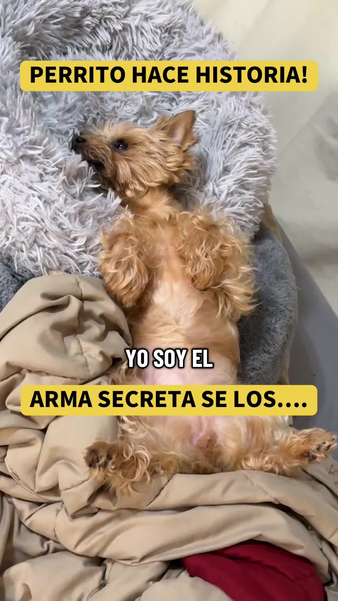 @mili_la_yorki