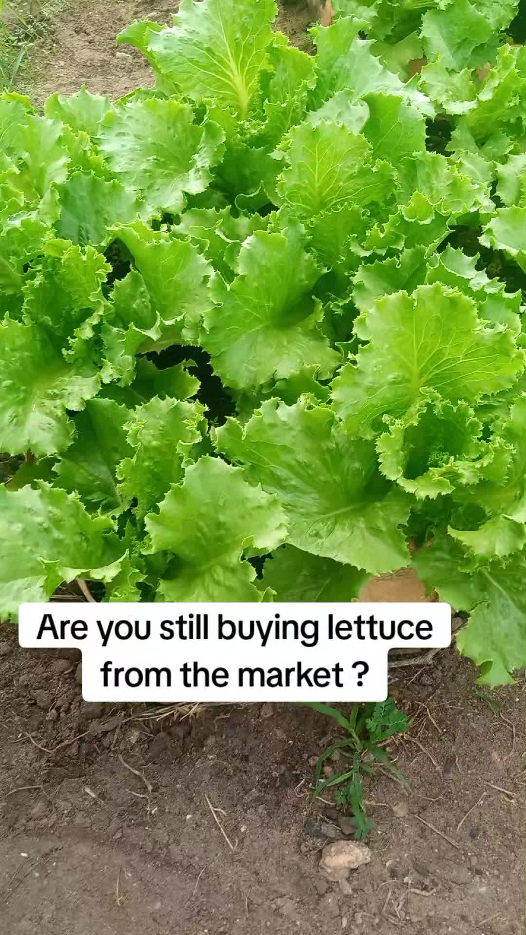 @The GenZ Gardener