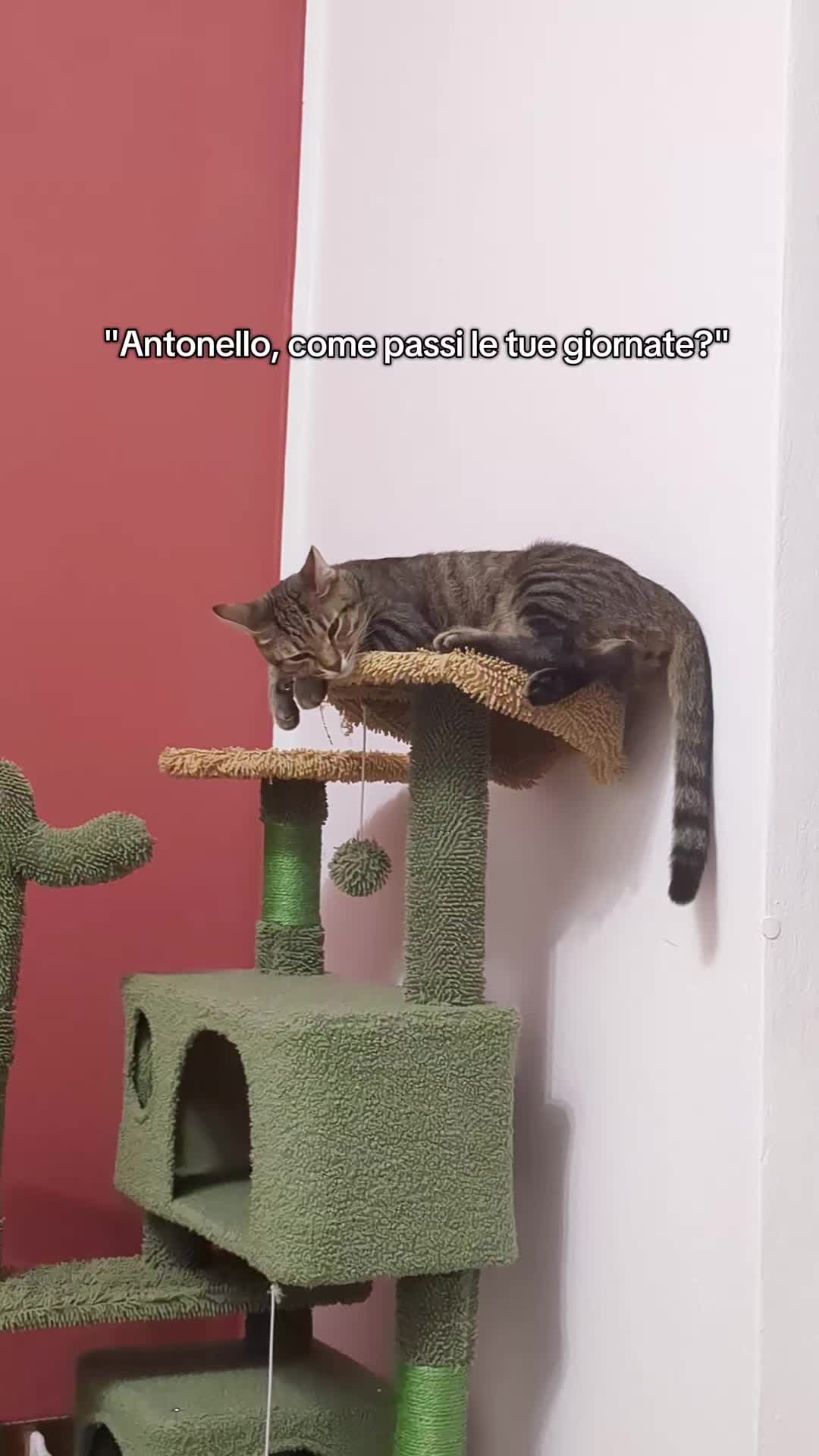@Lello The Cat
