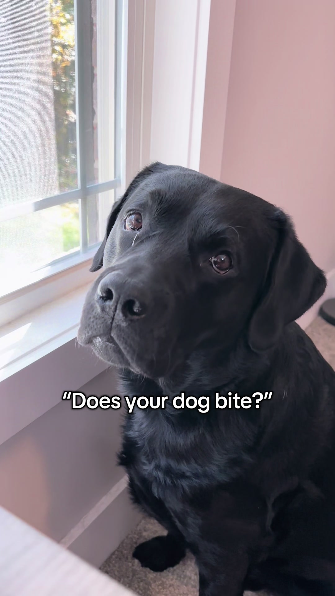 @Gunner the Good Boy Black Lab