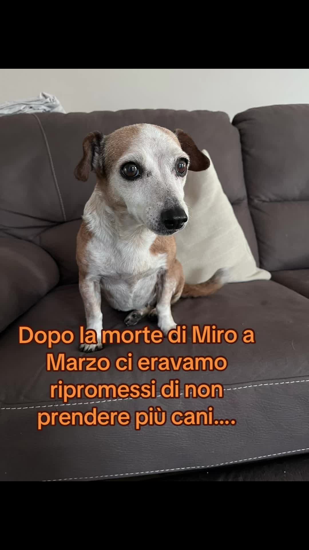 @Tanya Volontaria Animalista