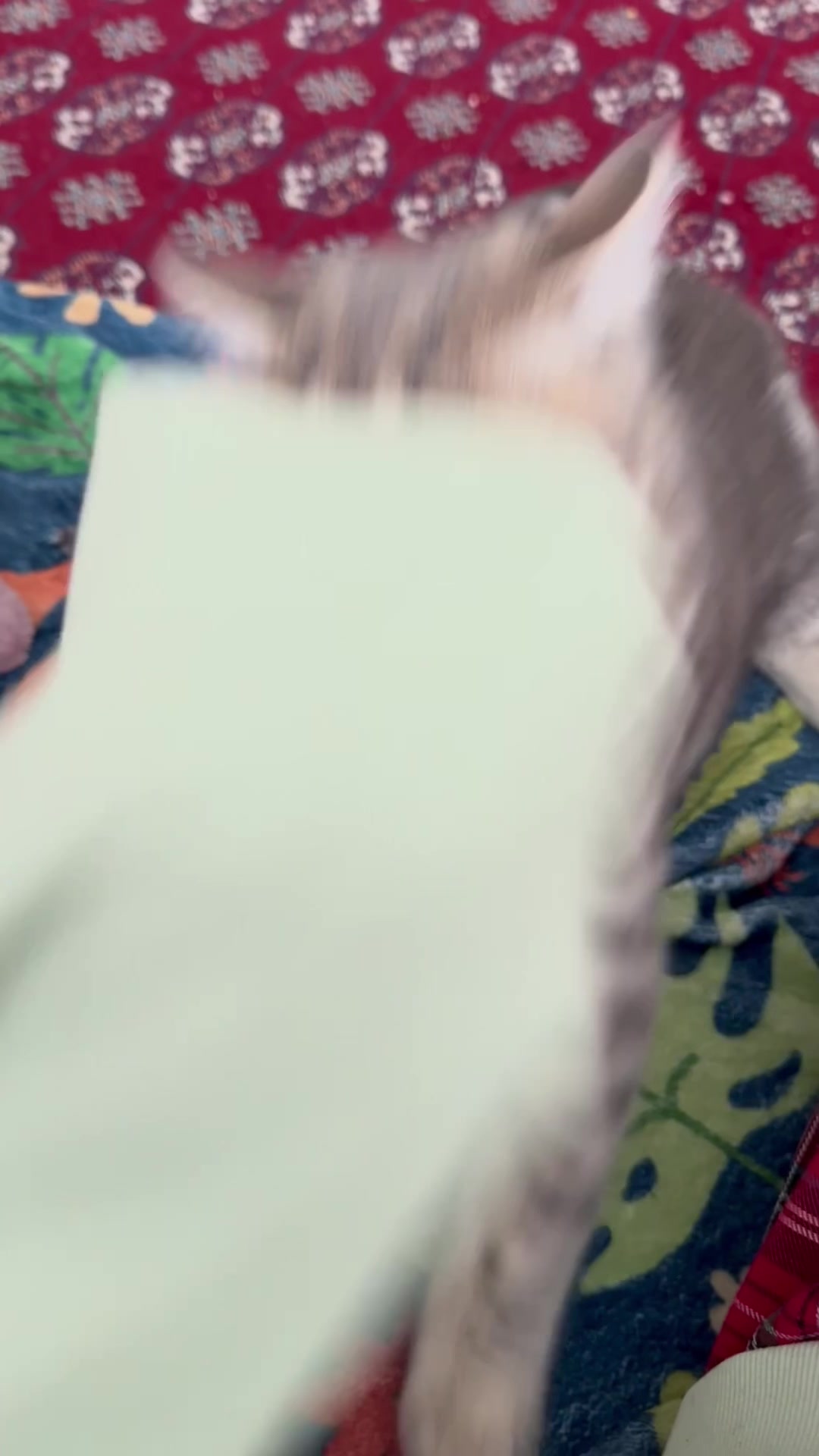 @katze