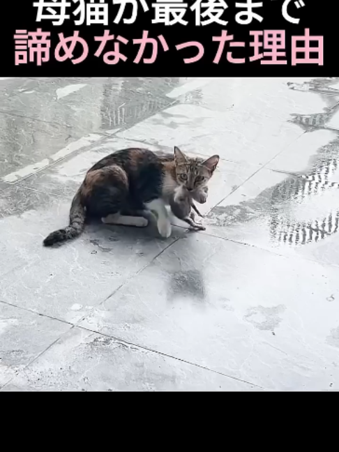 @5qpjptro