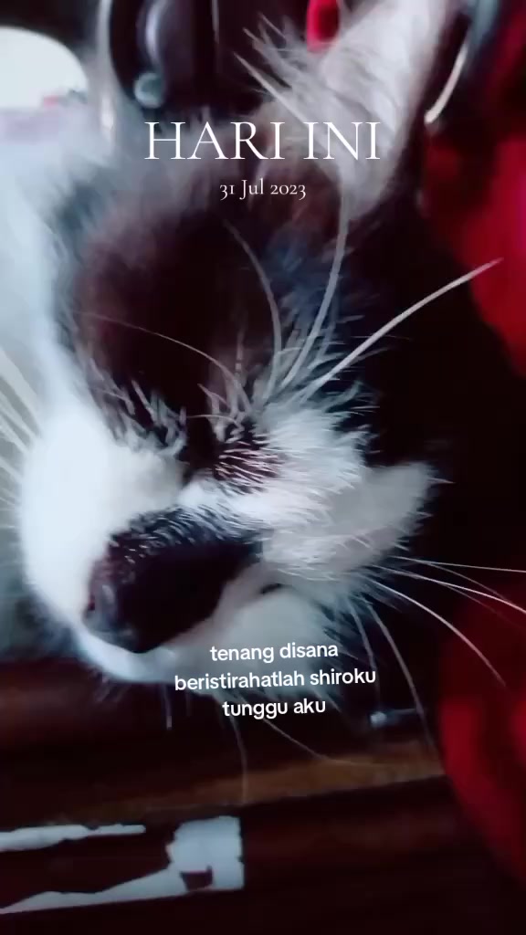 @umihanifah89@
