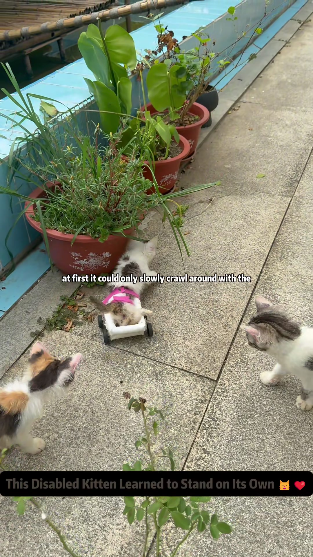 @Stray Cat Talkz