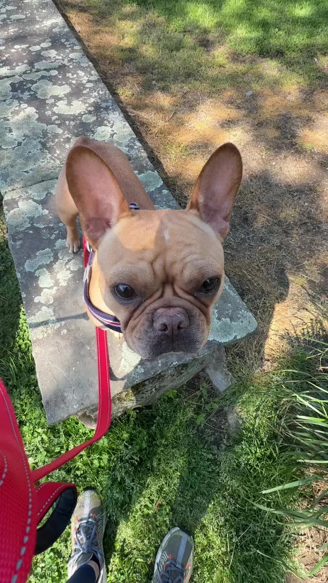 @PawsOnTrailsCT