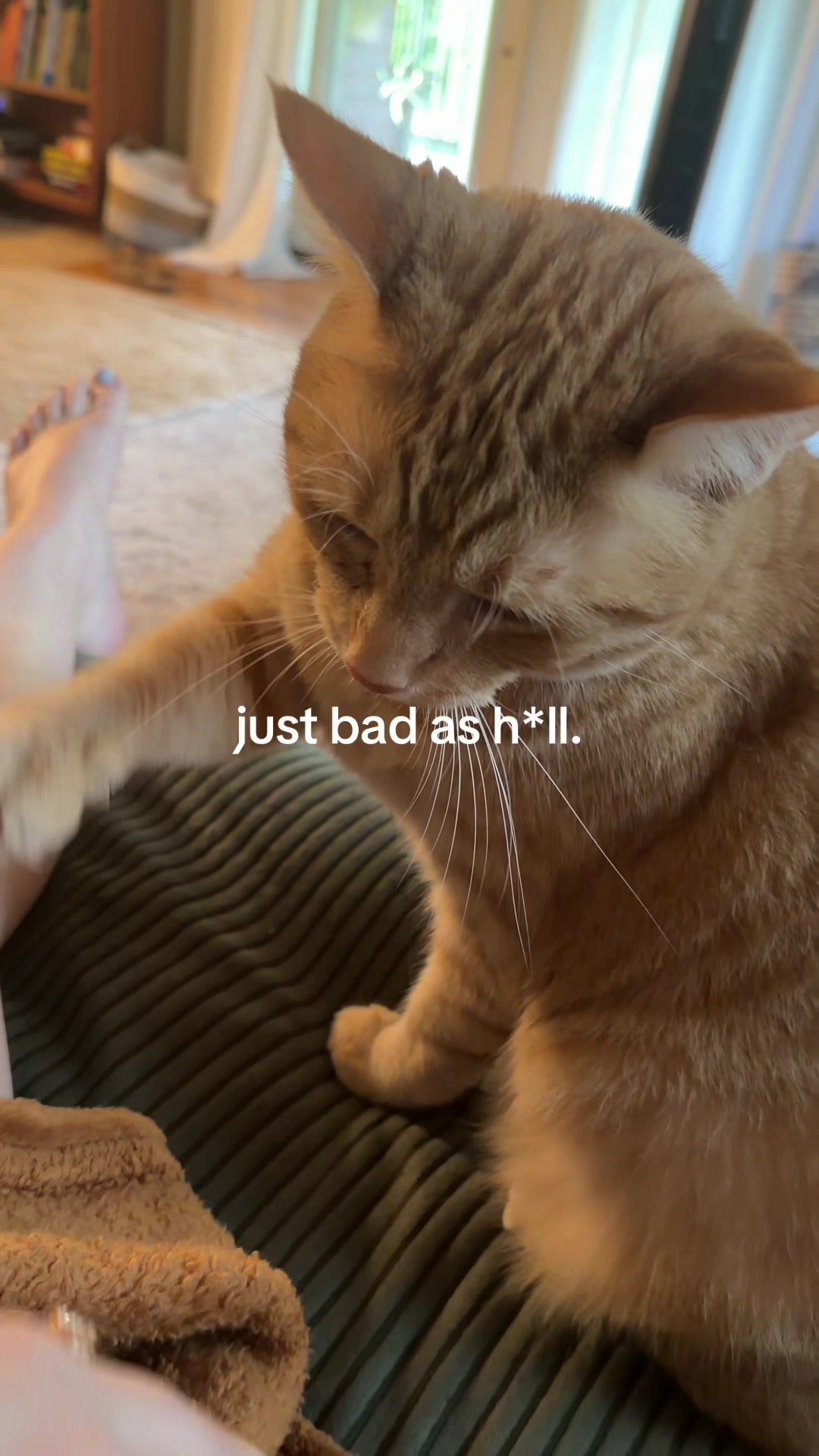 @bink the big orange cat