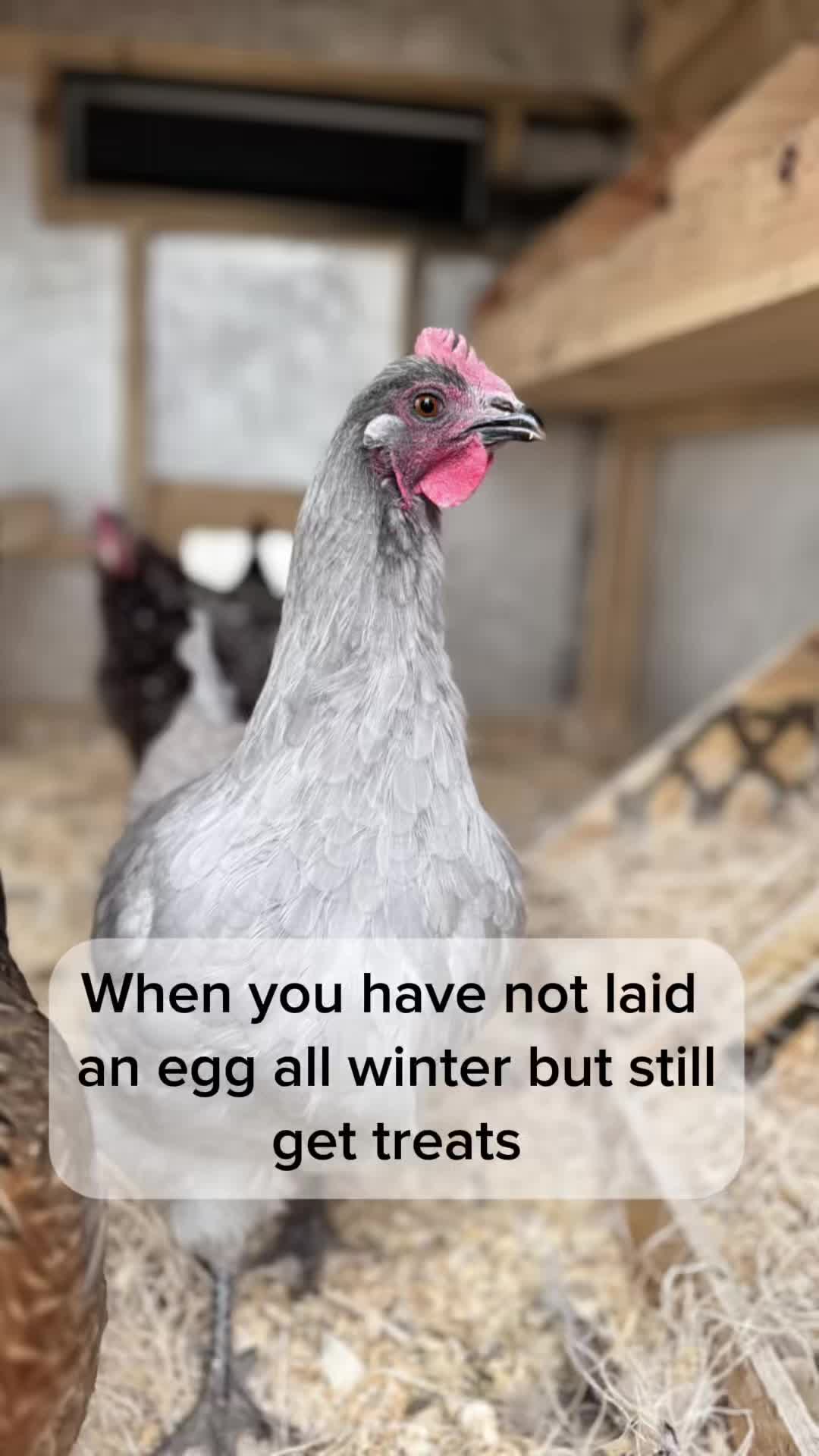 @powertothebirds