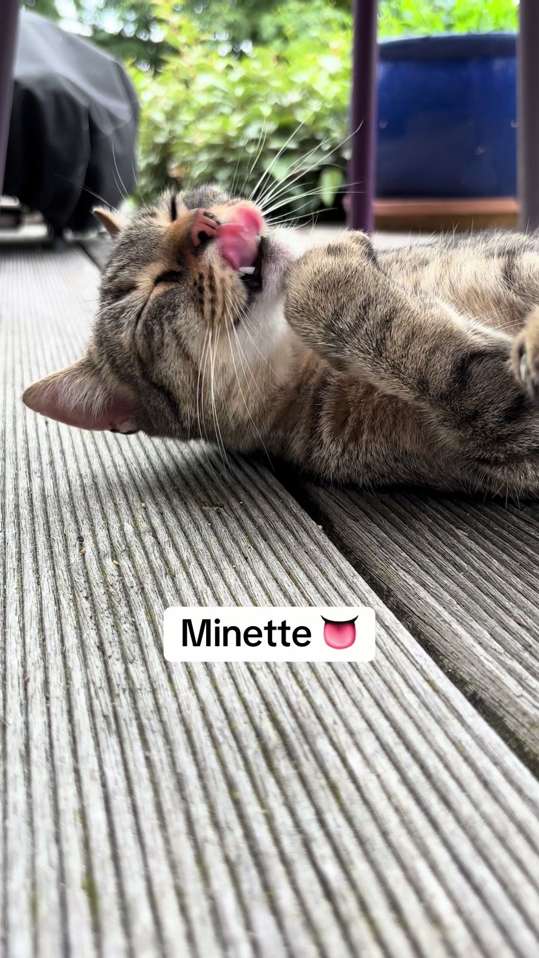 @Bulle la chatte 🐈
