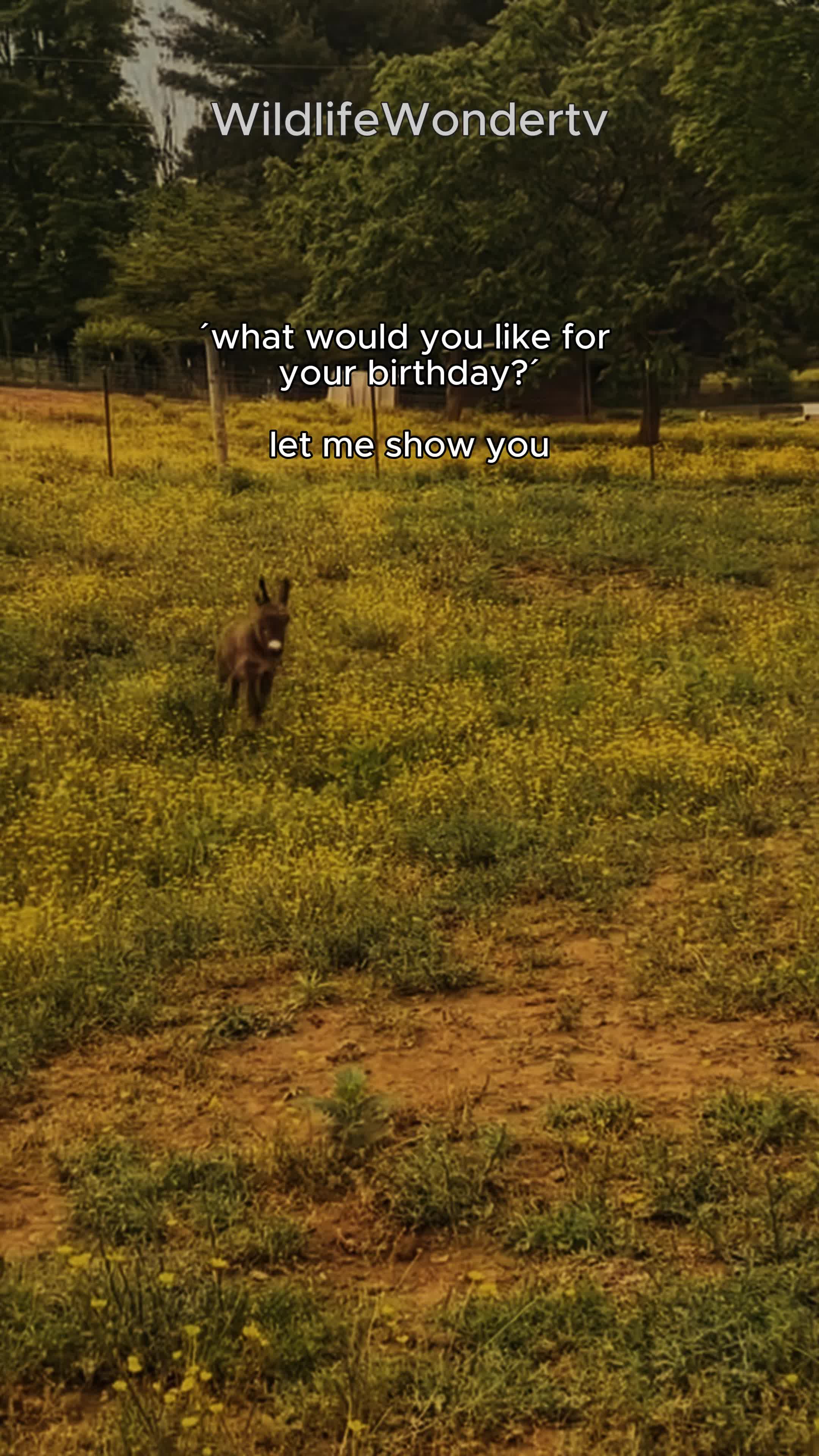 @WildlifeWonderTV Animal Facts