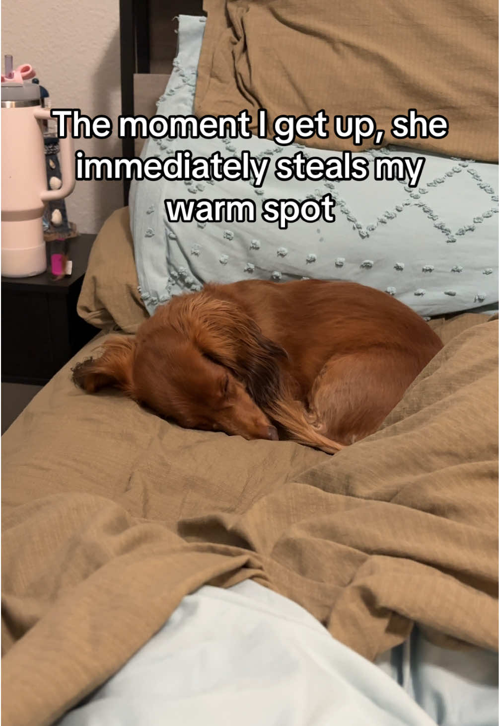 @Penny Pawkit