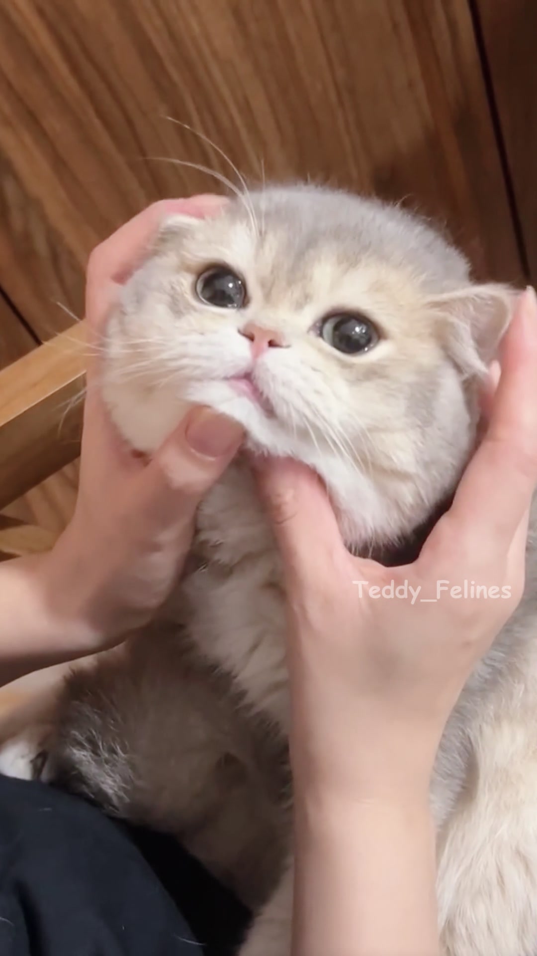 @Teddy_Felines 🧸🐾