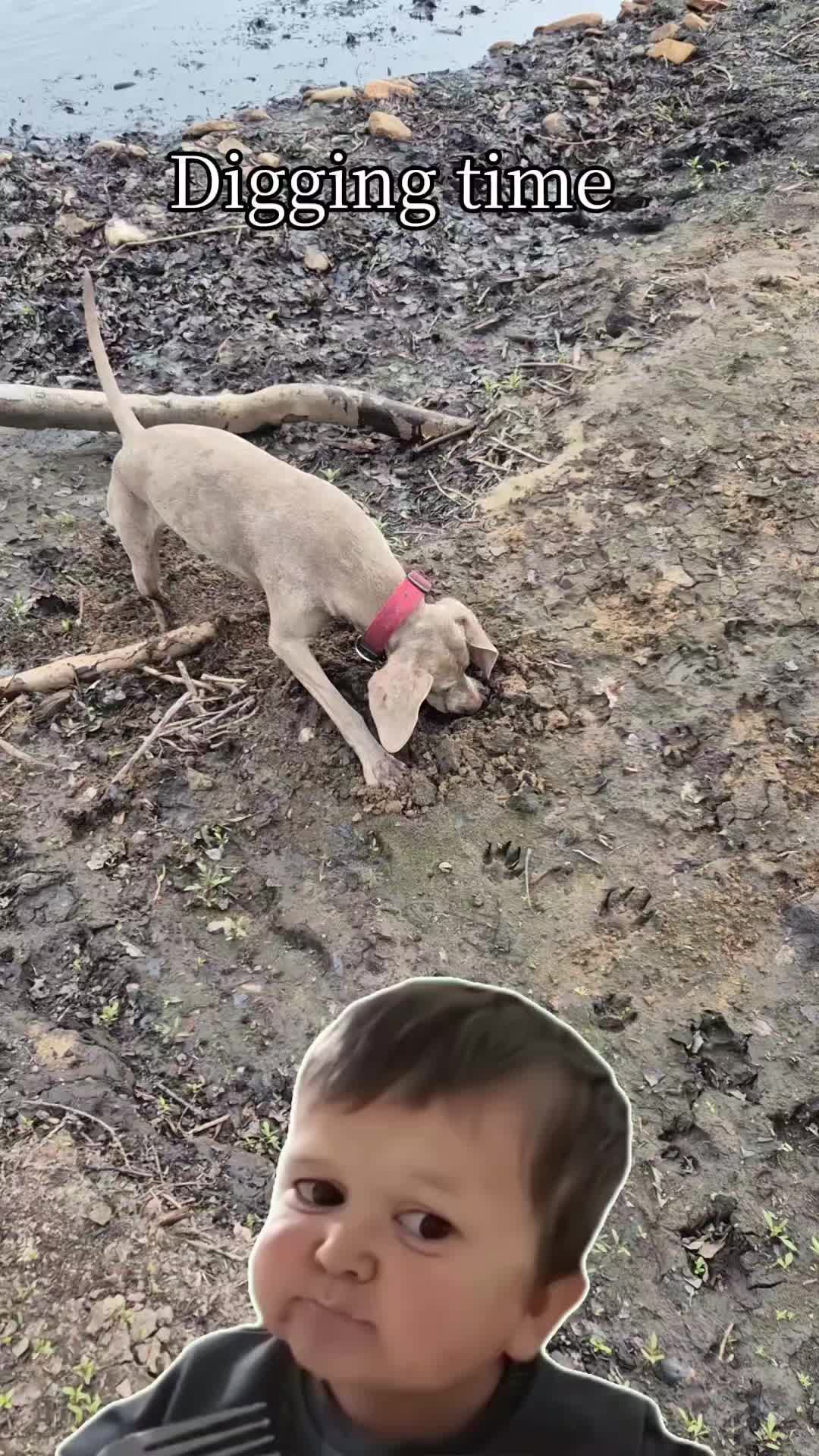 @Sabsky weimaraners