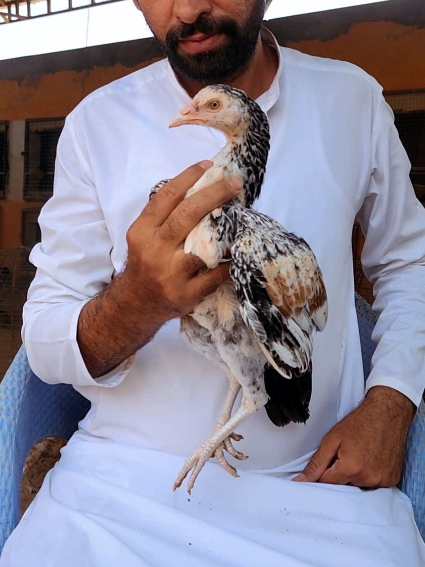 @Sajjad Aseel Farm