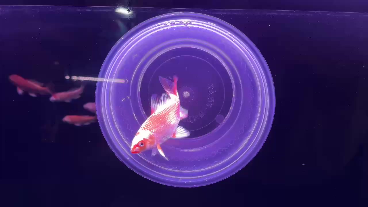 @⚜️ Tài xế nuôi Pet ⚜️