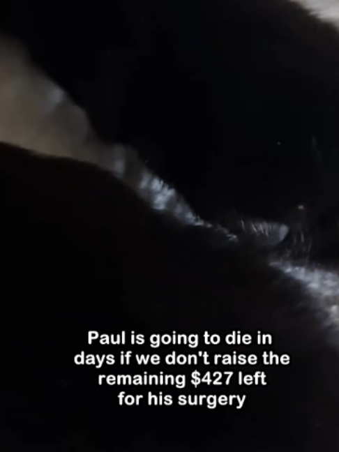 @Saving Paul the brave Cat!