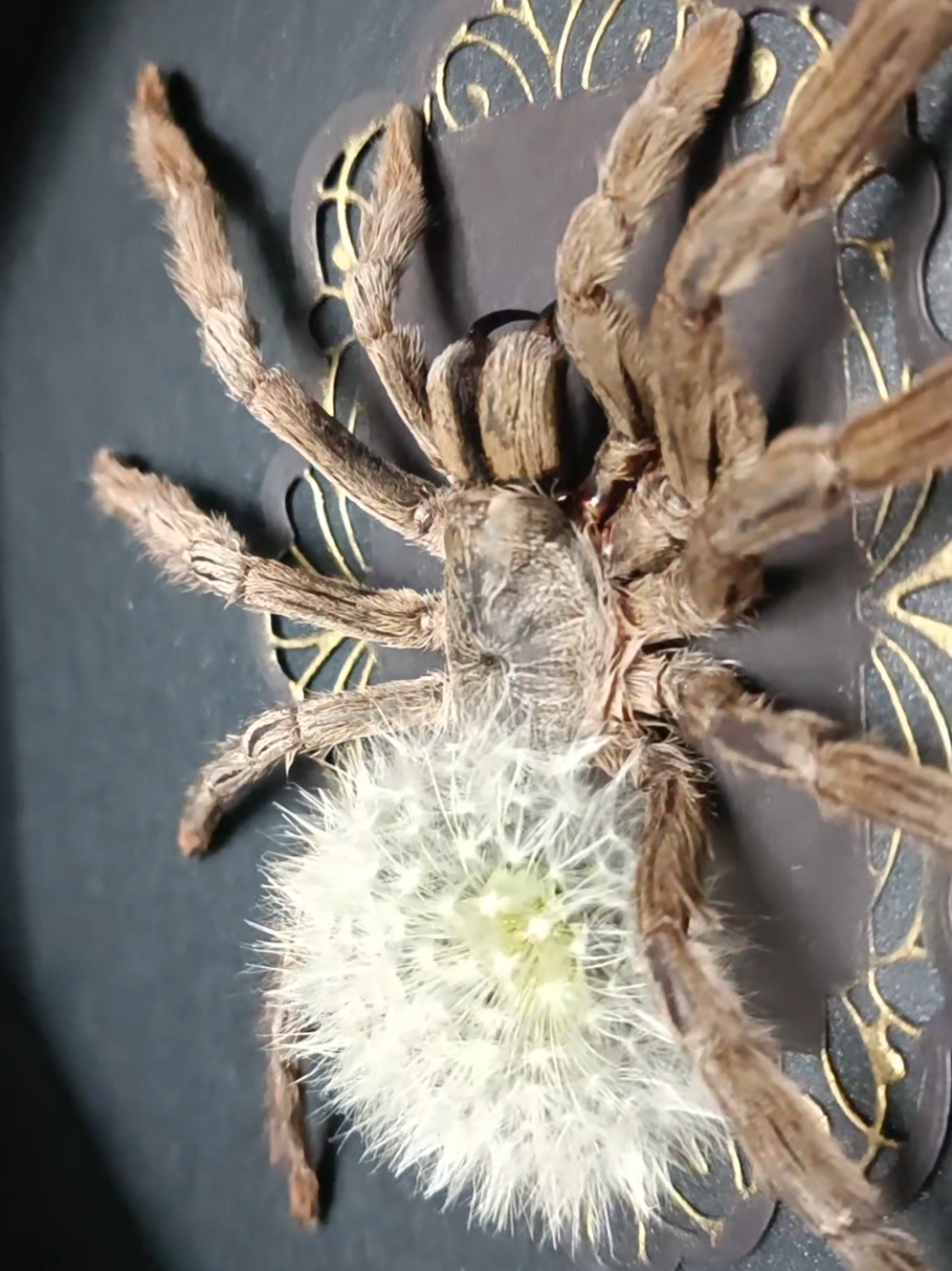 @TarantulaBox