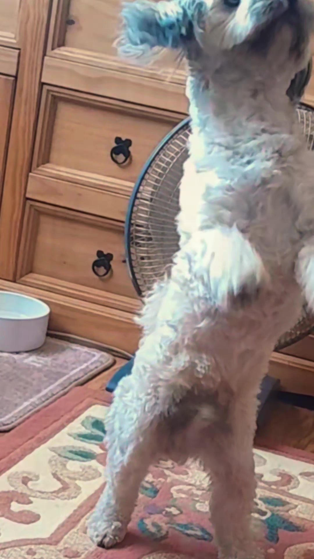 @Teddy bear dancingdog