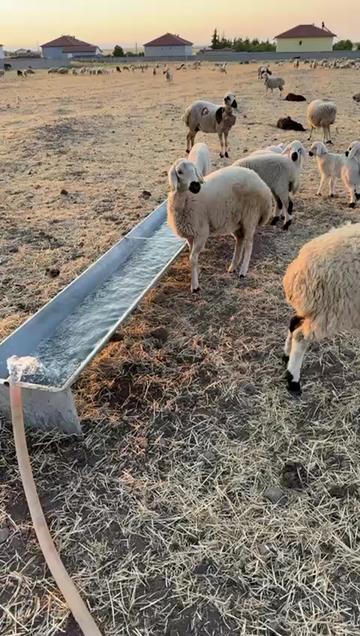 @Löwe