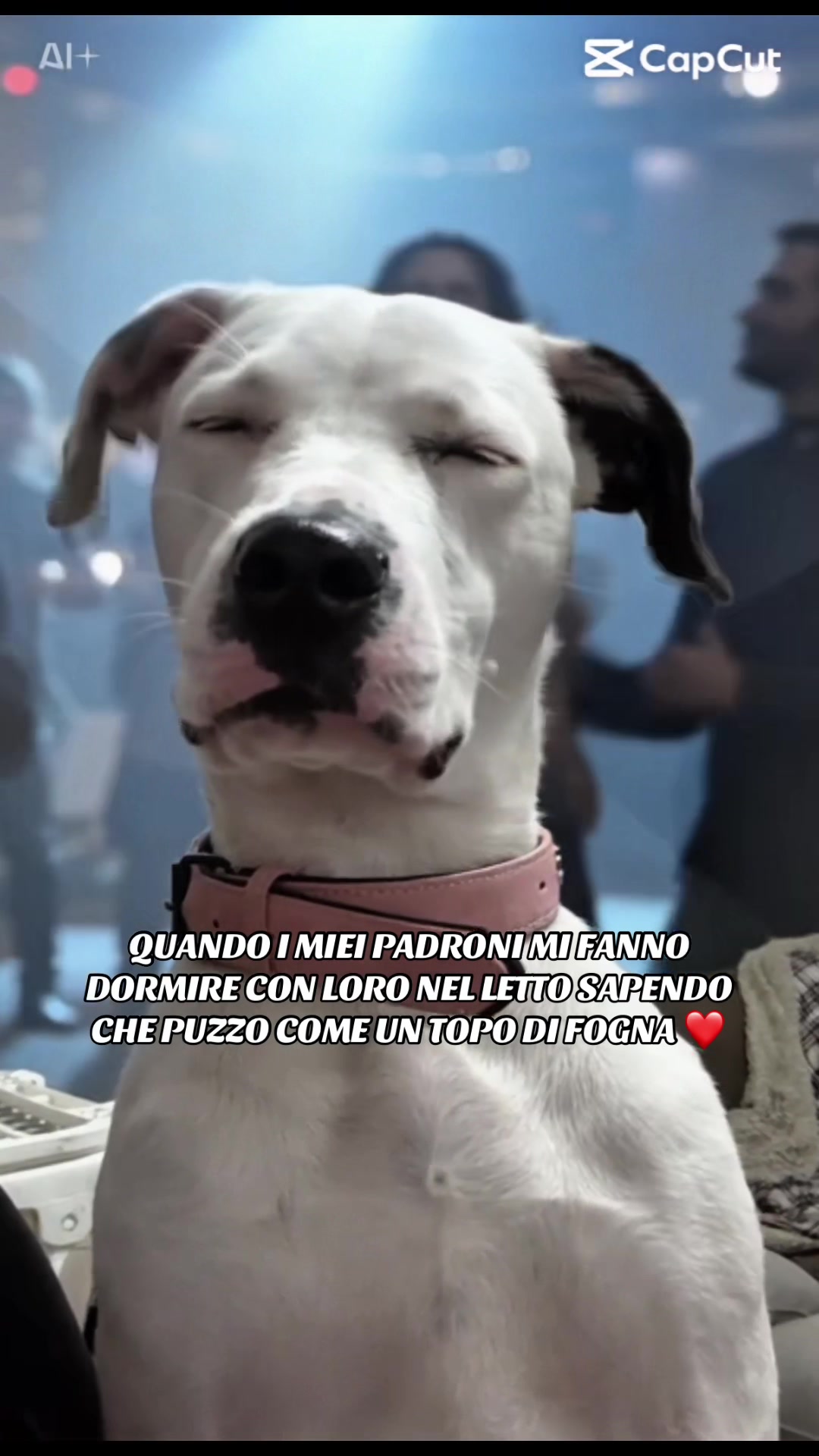 @Mimmo