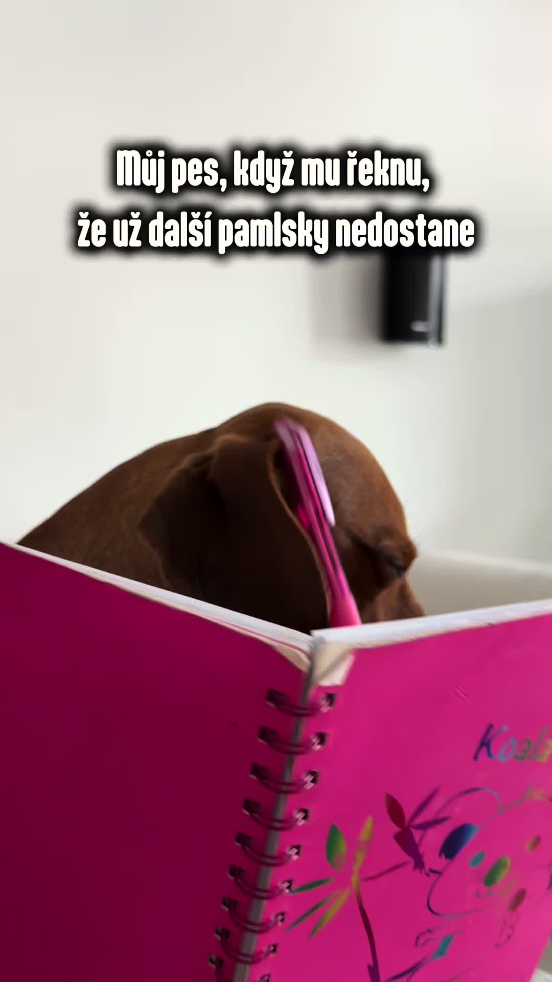@animall_cz