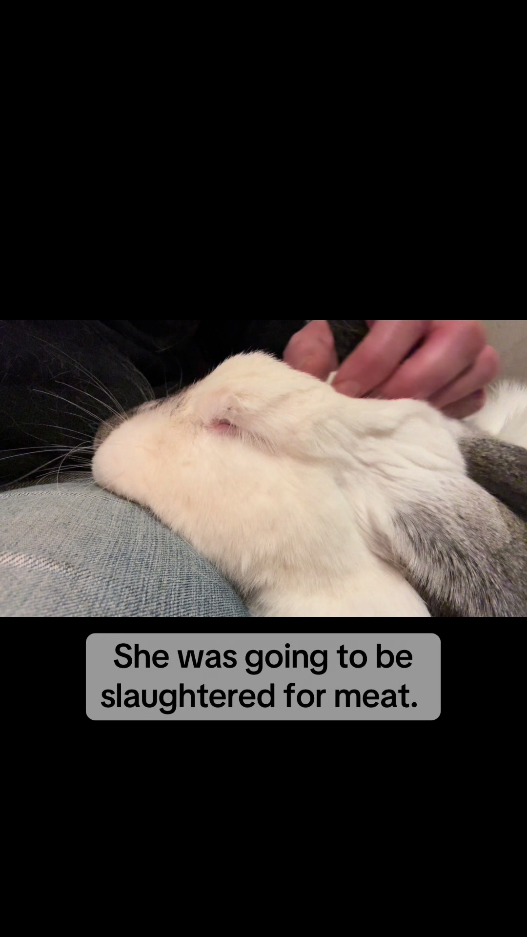 @Romeo Rabbit Rescue