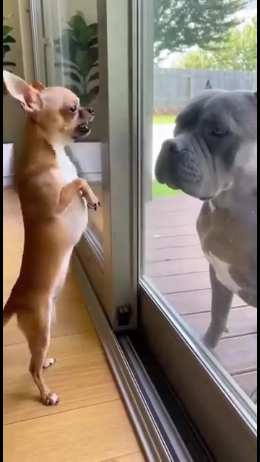 @Chihuahua N&rsquo; Pitbull