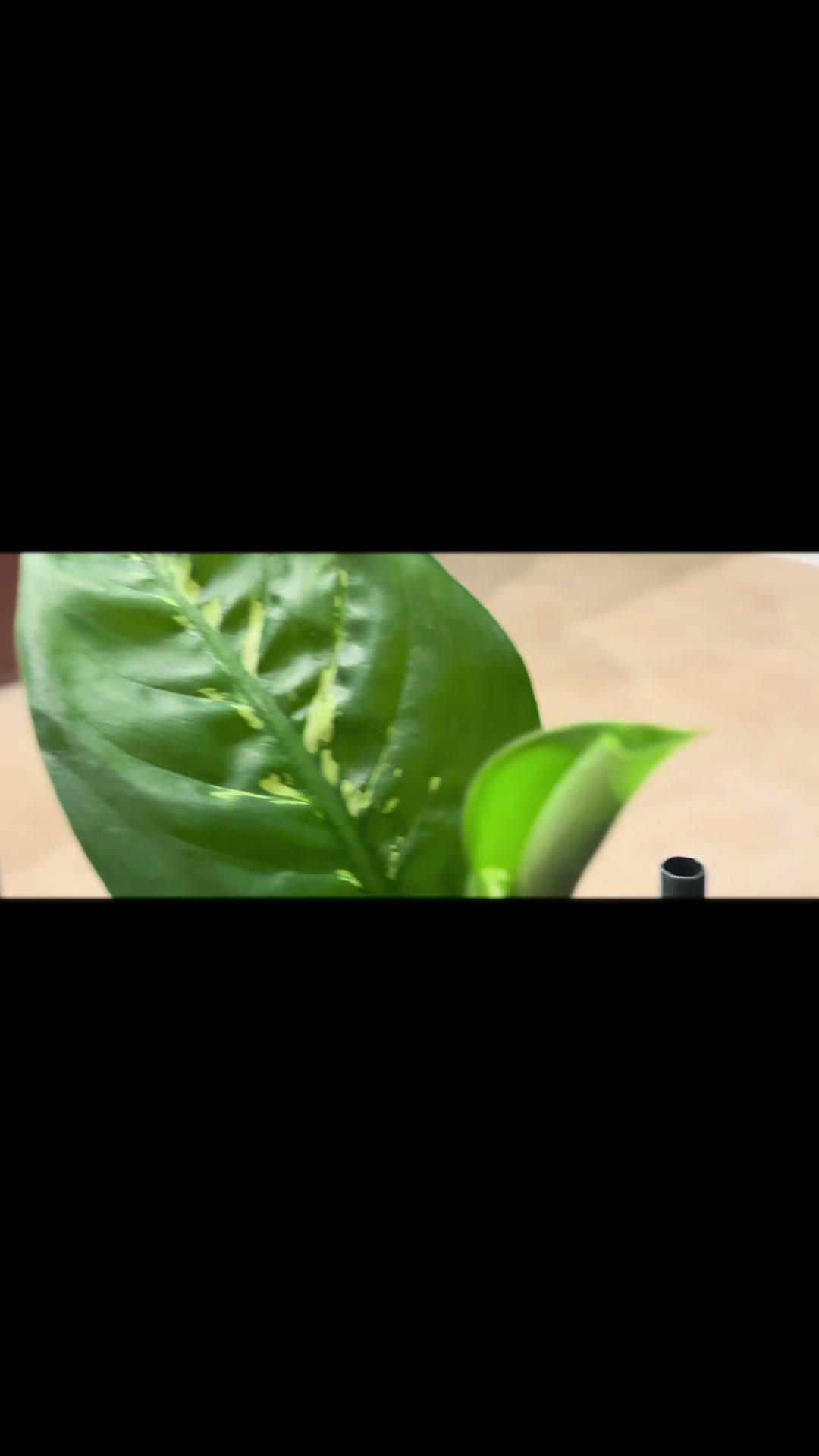 @MoePlantDad