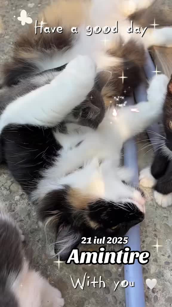 @𝑴𝒐𝒏𝒊𝒄𝒂