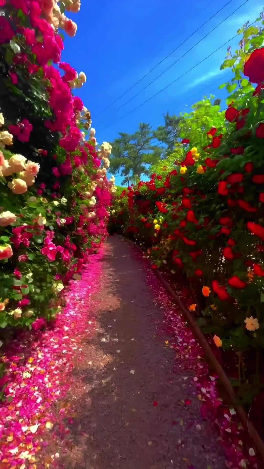 @اسلام العشي