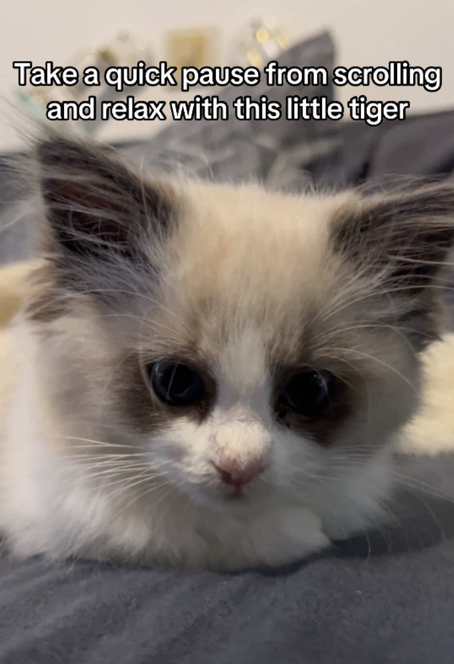 @Cute Ragdolls