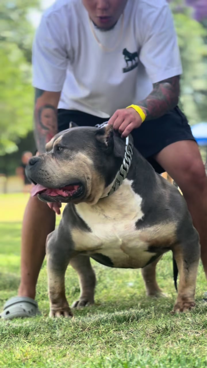 @@Dublinekennels