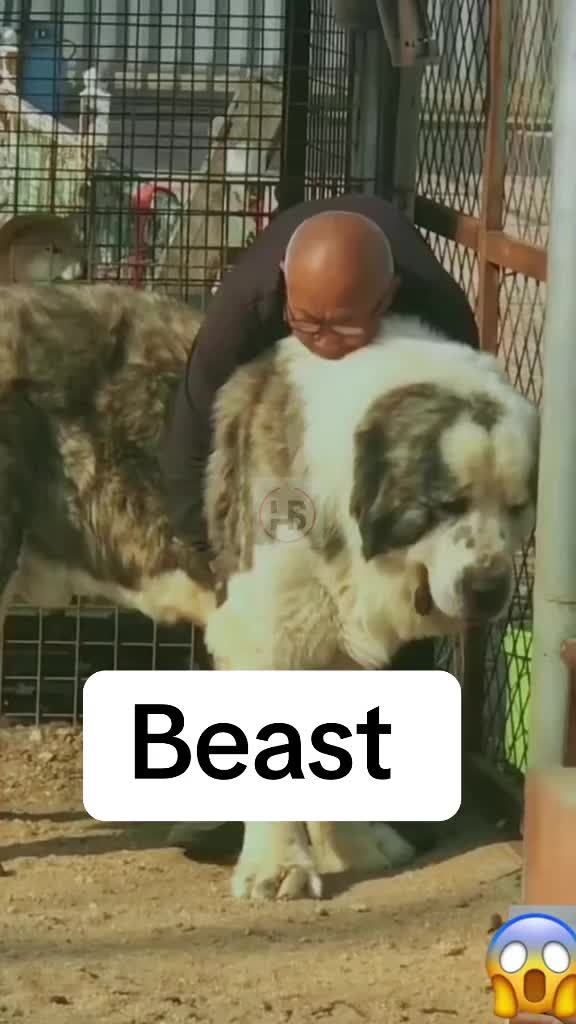 @Canine Legends