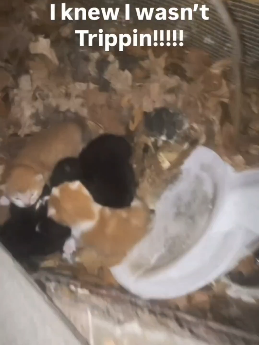 @Pets Mania