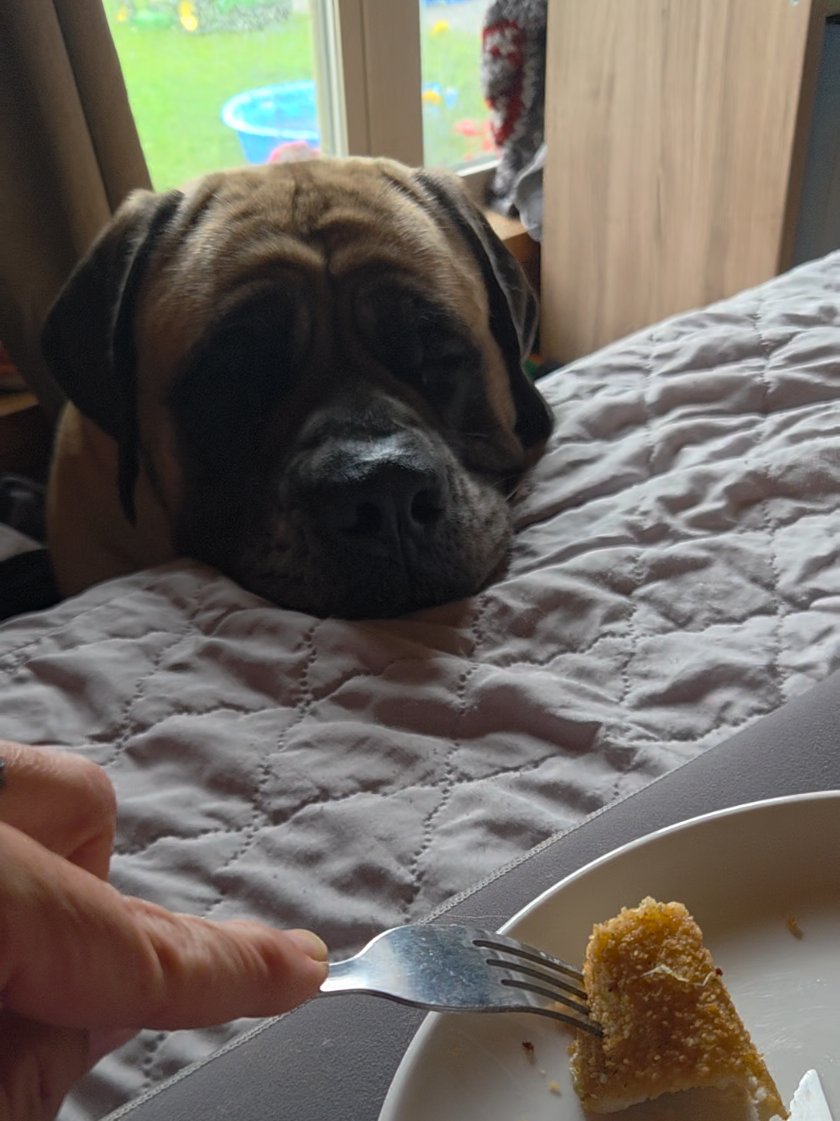 @Maple Mastiffs