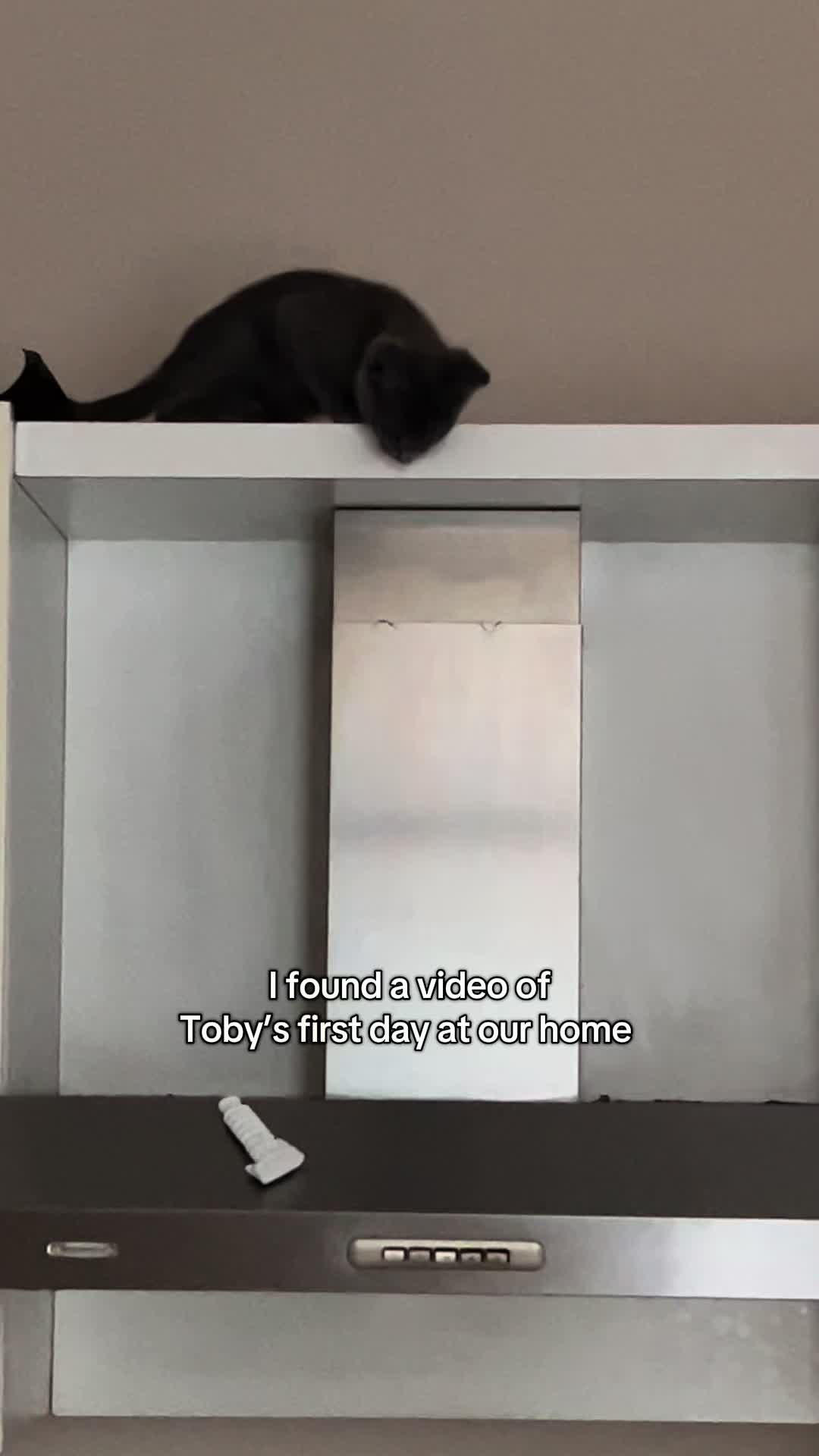 @Toby The Kitten